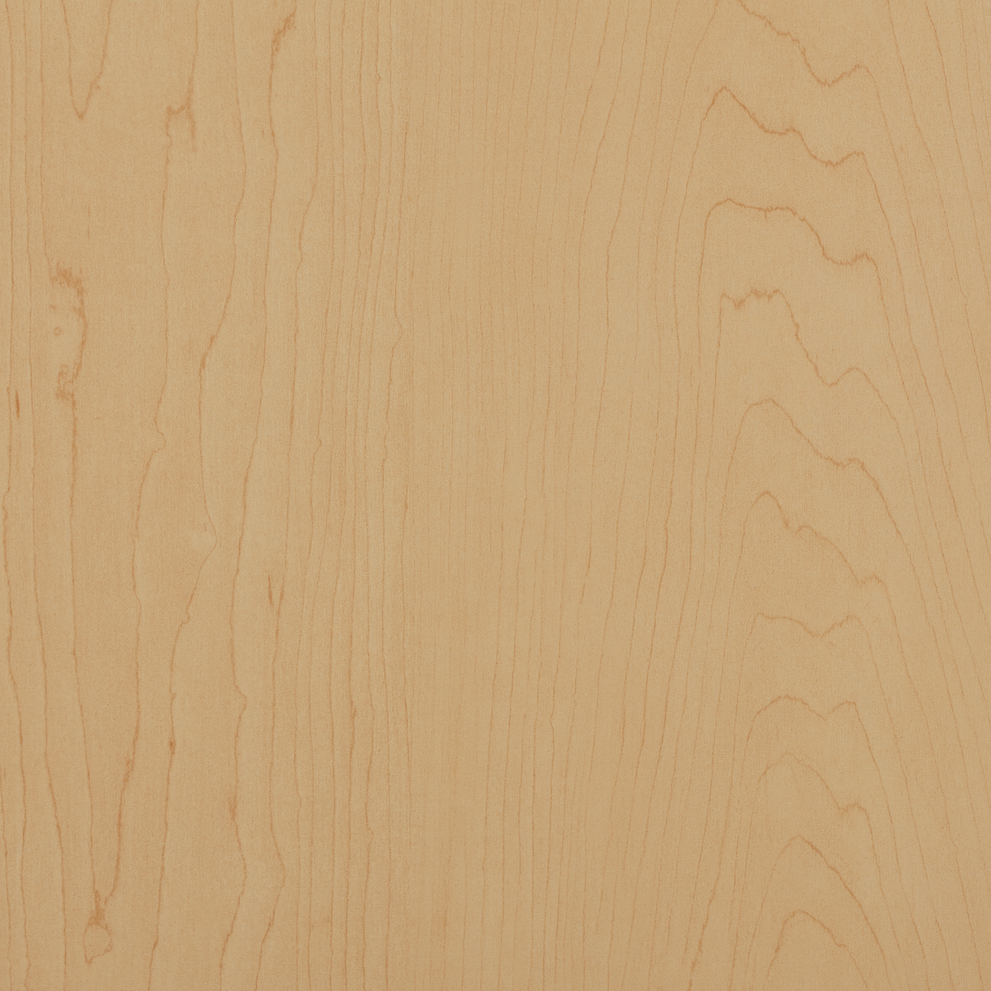 Hardrock Maple | Tafisa